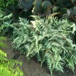 Japanese Painted Fern 11 Japanese Painted Fern -Greatgardenplants athyrium nipponicum pictum 1