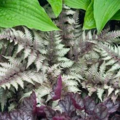 Japanese Painted Fern 9 Japanese Painted Fern -Greatgardenplants athyrium nipponicum pictum 2