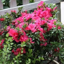Bloom-A-Thon® Hot Pink Reblooming Azalea -Greatgardenplants azalea bloom a thon hot pink 3 P 6af5232a 90fa 4cea b7aa 501ac3cb47ae sw