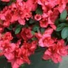 Bloom-A-Thon® Red Reblooming Azalea -Greatgardenplants azalea bloom a thon red 1 P 91b502d5 b577 4fe4 a4eb 56933b43b576 sw