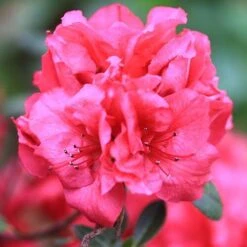 Bloom-A-Thon® Red Reblooming Azalea -Greatgardenplants azalea bloom a thon red 2 P a3a650ef 60b6 43d6 8922 c6627ee661cd sw