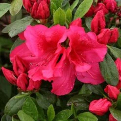 Bloom-A-Thon® Red Reblooming Azalea -Greatgardenplants azalea bloom a thon red 3 P 7a692c2a 10e4 42fd baf7 7af3cfd75363 sw