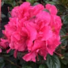Perfecto Mundo® Double Dark Pink Reblooming Azalea -Greatgardenplants azalea perfecto mundo double dark pink 1