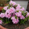 Perfecto Mundo® Double Pink Reblooming Azalea -Greatgardenplants azalea perfecto mundo double pink 1 P