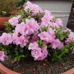 Perfecto Mundo® Double Pink Reblooming Azalea