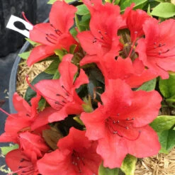 Perfecto Mundo® Orange Reblooming Azalea -Greatgardenplants azalea perfecto mundo orange 1