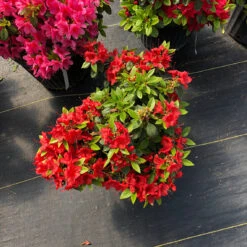 Perfecto Mundo® Orange Reblooming Azalea -Greatgardenplants azalea perfecto mundo orange 2