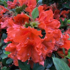 Perfecto Mundo® Orange Reblooming Azalea -Greatgardenplants azalea perfecto mundo orange 4