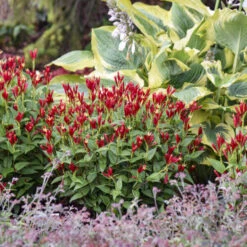 'Apple Slices' Spigelia -Greatgardenplants b4f50afe9849e0d9a8d9551c6131e718