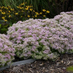 Rock 'N Round™ 'Pure Joy' Stonecrop -Greatgardenplants b5bcd667164be833e564ec669ea9f3be
