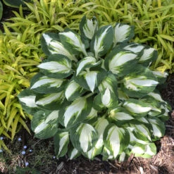 'Vulcan' Hosta -Greatgardenplants b6296beeb1b63d63e1c4d167f587123f
