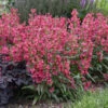 Bejeweled™ 'Rose Rhinestones' Beardtongue -Greatgardenplants b6c678f0f6d291e2cecfa5704dadb1fb