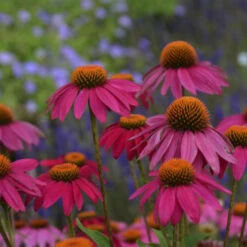PowWow® Wild Berry Coneflower 10 PowWow® Wild Berry Coneflower -Greatgardenplants b99ddca663cd1a150144778b6146cfd9