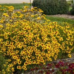 Designer Threads™ 'Golden Needles' Tickseed -Greatgardenplants b9b681de8e9e8a25b7f1d17d3b200bd2