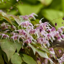 'Pretty In Pink' Barrenwort -Greatgardenplants bd87b077e5011e0bc3f3d3de9dccecdc