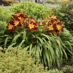 Rainbow Rhythm® 'Ruby Spider' Daylily -Greatgardenplants be1d5040b93ab3c3d17912438725ba88
