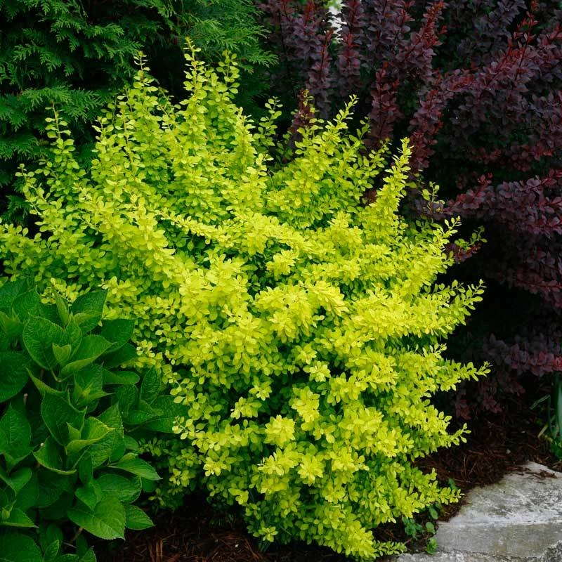 Sunjoy® Citrus Barberry 3 Sunjoy® Citrus Barberry