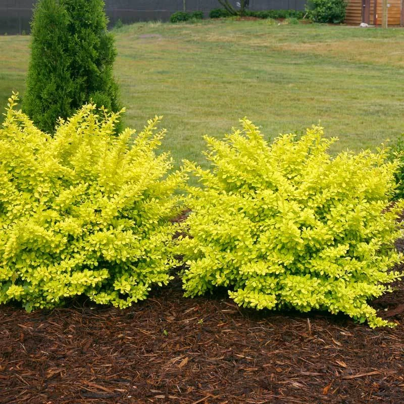 Sunjoy® Citrus Barberry 4 Sunjoy® Citrus Barberry - Image 2