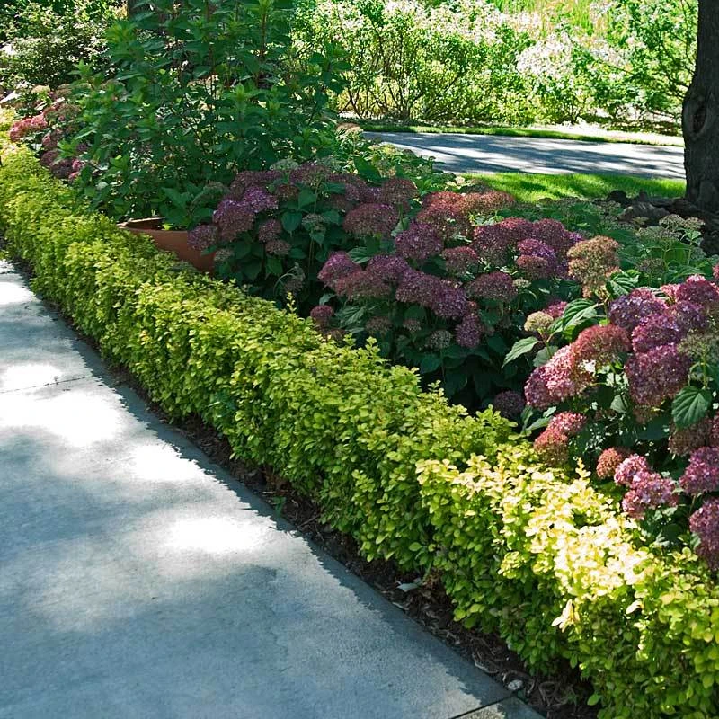 Sunjoy® Citrus Barberry 7 Sunjoy® Citrus Barberry - Image 5