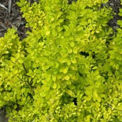 Sunjoy® Citrus Barberry 11 Sunjoy® Citrus Barberry -Greatgardenplants berberis sunjoy citrus barberry 6