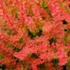 Sunjoy® Tangelo™ Barberry -Greatgardenplants berberis sunjoy tangelo barberry 1