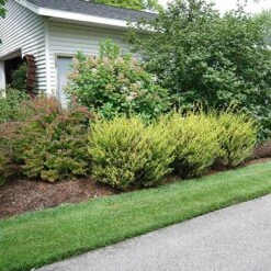 Cesky Gold® Dwarf Birch -Greatgardenplants betula cesky gold 1 P sw