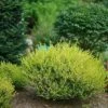 Cesky Gold® Dwarf Birch -Greatgardenplants betula cesky gold 3 P sw