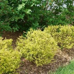 Cesky Gold® Dwarf Birch -Greatgardenplants betula cesky gold 5 P sw
