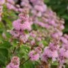 Beyond Pink'd™ Bluebeard -Greatgardenplants beyond pinkd bluebeard 1 sw