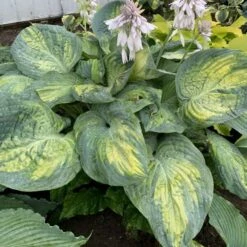 Shadowland® 'Sound Of Music' Hosta