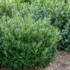 Otto Luyken English Laurel -Greatgardenplants botanikfoto 616295 800