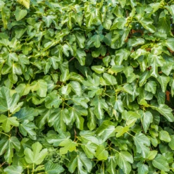 'Brown Turkey' Fig (Ficus) -Greatgardenplants brownturkeyfigficus 3 800x800 bb49c29