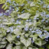 'Jack Frost' Siberian Bugloss -Greatgardenplants brunnera jack frost 3