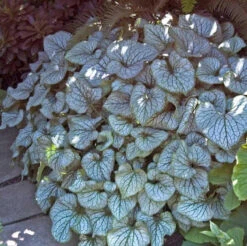 'Jack Frost' Siberian Bugloss -Greatgardenplants brunnera jack frost 5