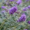 Lo & Behold® 'Blue Chip' Butterfly Bush -Greatgardenplants buddleia lo behold blue chip 1 L