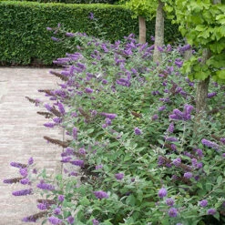Lo & Behold® 'Blue Chip' Butterfly Bush -Greatgardenplants buddleia lo behold blue chip 6 P