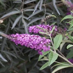'Miss Ruby' Butterfly Bush -Greatgardenplants buddleia miss ruby 4 P