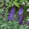 Pugster Blue® Butterfly Bush
