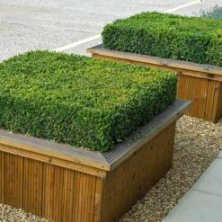 'Green Velvet' Boxwood -Greatgardenplants buxus green velvet boxwood 4 sw