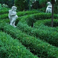 'Green Velvet' Boxwood -Greatgardenplants buxus green velvet boxwood 5 sw