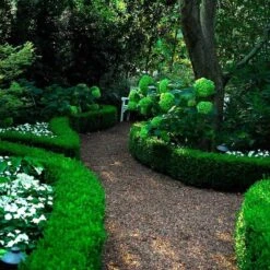 'Green Velvet' Boxwood -Greatgardenplants buxus green velvet boxwood 6 sw