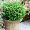 Sprinter® Boxwood -Greatgardenplants buxus sprinter boxwood 1