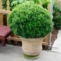 Sprinter® Boxwood -Greatgardenplants buxus sprinter boxwood 4