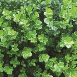 Sprinter® Boxwood -Greatgardenplants buxus sprinter boxwood 5