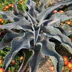 ART & SOL™ 'Catch A Wave' Mangave -Greatgardenplants c294383d773eedd8857eb104d4b01c60