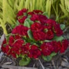 Belarina® Valentine Primrose 1 Belarina® Valentine Primrose -Greatgardenplants c6857621be99565fc10f79a1111eee81