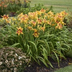 Rainbow Rhythm® 'Tiger Swirl' Daylily -Greatgardenplants ca7538716e1824a1bce7d6e6229ae043