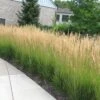 'Karl Foerster' Feather Reed Grass -Greatgardenplants calamagrostis karl foerster feather reed grass 2 sw