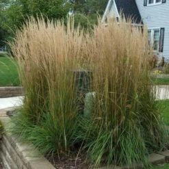 'Karl Foerster' Feather Reed Grass -Greatgardenplants calamagrostis karl foerster feather reed grass 3 sw