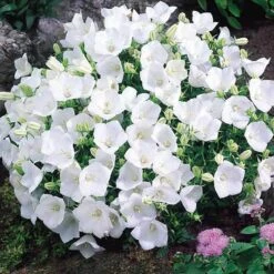 'Rapido White' Bellflower